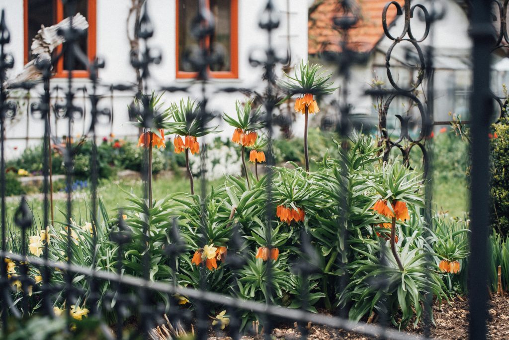 Landleben Lifestylefotografie Blume Katze Garten Leben auf dem Land blühender Birnbaum