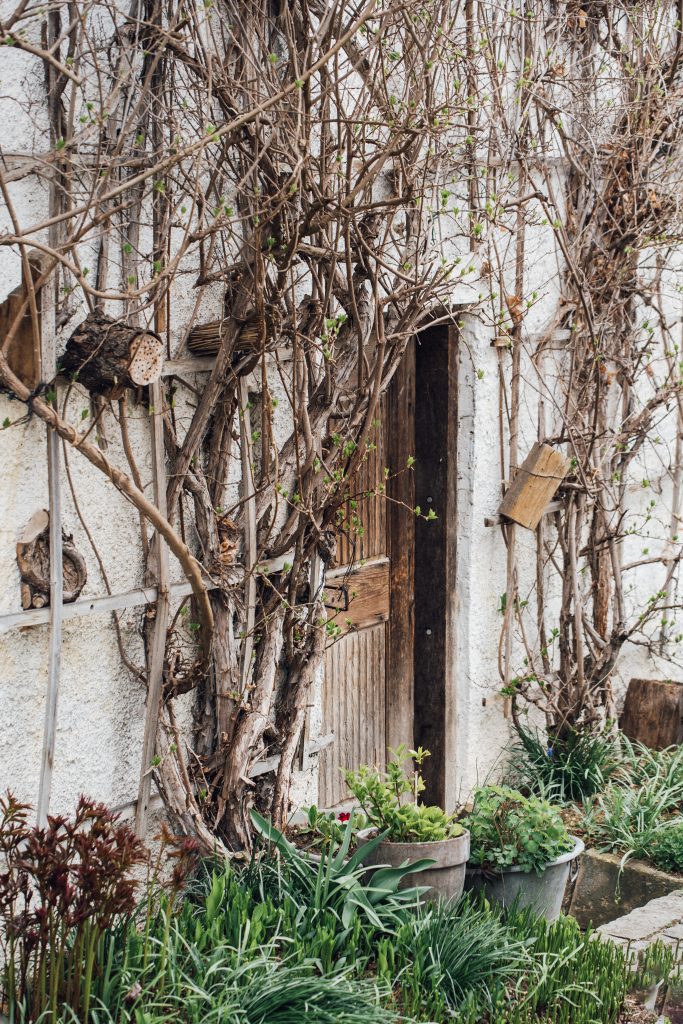 Landleben Lifestylefotografie Blume Katze Garten Leben auf dem Land blühender Birnbaum
