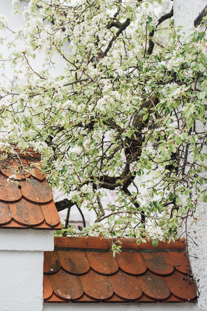 Landleben Lifestylefotografie Blume Katze Garten Leben auf dem Land blühender Birnbaum