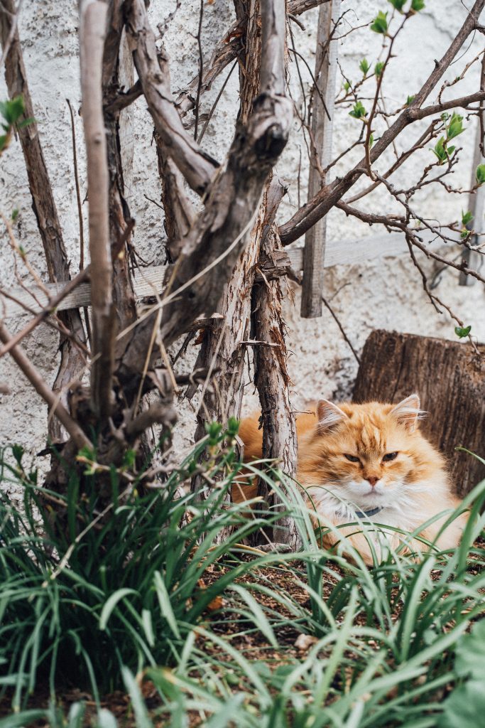 Landleben Lifestylefotografie Blume Katze Garten Leben auf dem Land blühender Birnbaum