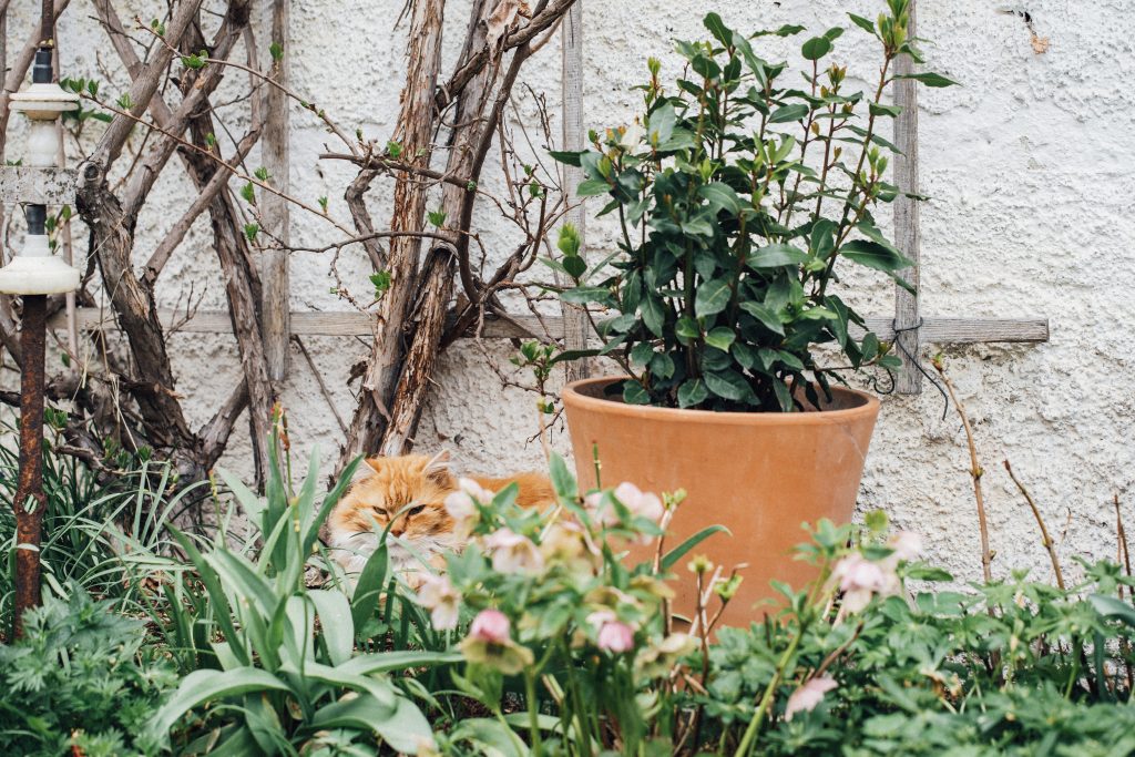 Landleben Lifestylefotografie Blume Katze Garten Leben auf dem Land