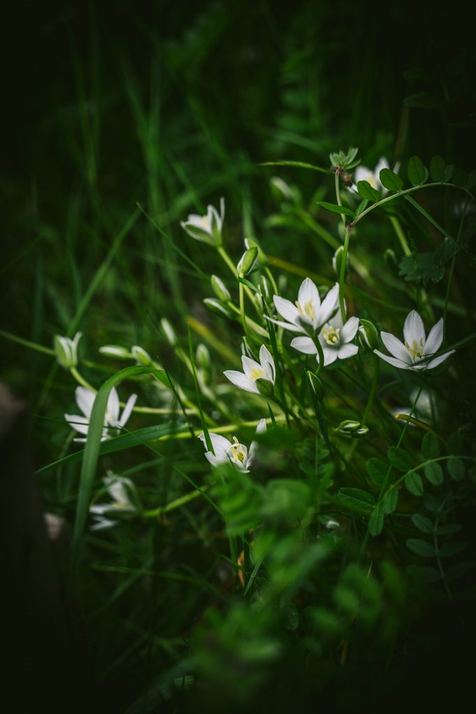 Blumen sommerliche Pavlova mit Früchten im Garten Food Fotografie granatapfel