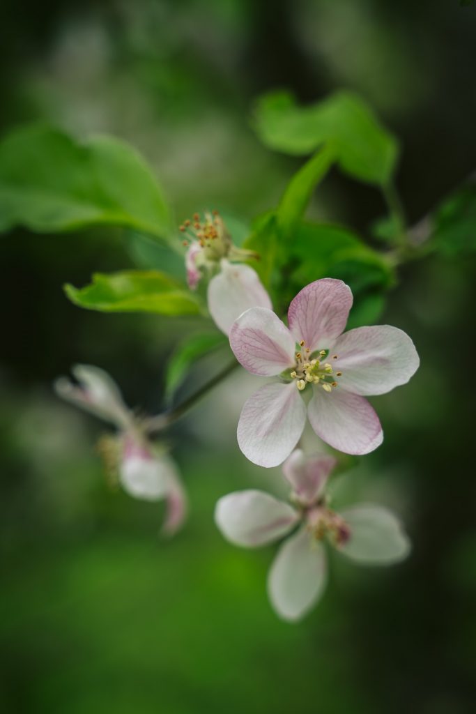 Apfelblüte Blumen