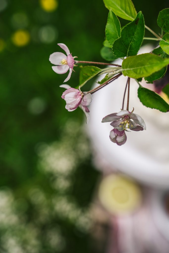 sommerliche Pavlova mit Früchten im Garten Food Fotografie granatapfel Apfelblüte blumen